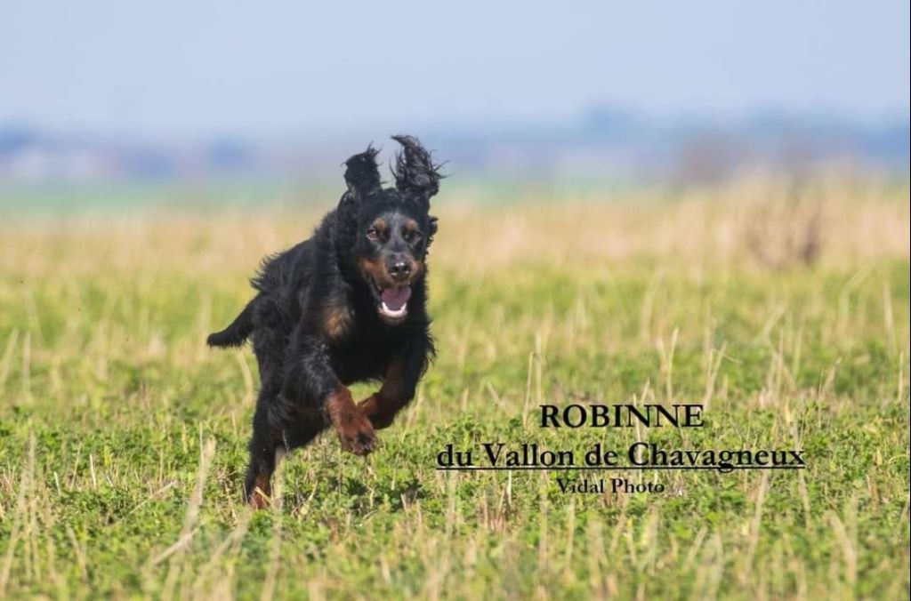 Du Vallon De Chavagneux - CLASSEMENT POUR ROBINNE