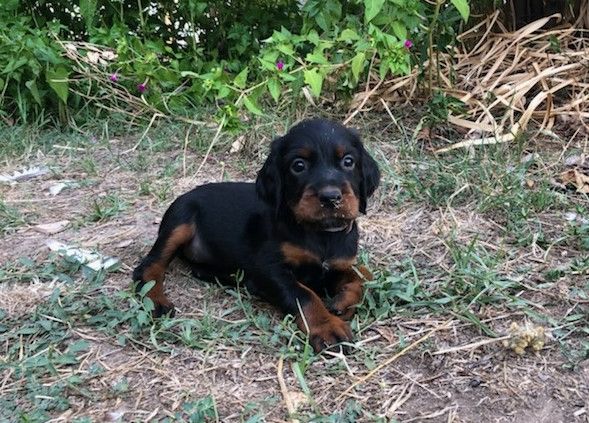 Du Vallon De Chavagneux - CHIOTS DE NIOCCHI